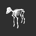 Detailed Animal Skeleton 3D Model With Anatomical Bone Structure On Black Background