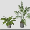 Home Decorative Green Plants with Wide Leaves and Long Fronds in White and Gray Pots