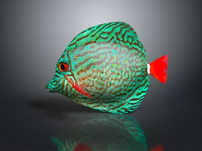 Tropical Fish Colorful Fish Ornamental Fish Aquarium Coral Fish Underwater Fish Color Fish Cartoon Fish Freshwater Fish 3d model