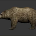 Realistic 3D Model of Large Brown Bear with Thick Fur on White Background