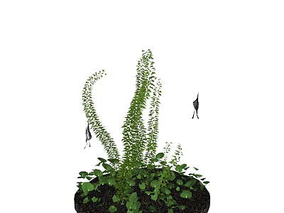 Aquarium Fish Tank Setup with Lush Green Aquatic Plants and Small Black Fish 3d model