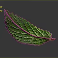 Fresh Green Plant Leaf With Visible Veins And Vibrant Texture Against Dark Gray Background