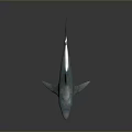 Glossy Blue Shark Aquatic Animal Model With Reflection On Dark Background 3d model