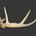Animal Wall Decor with Natural Antler Design for Rustic Home Decoration