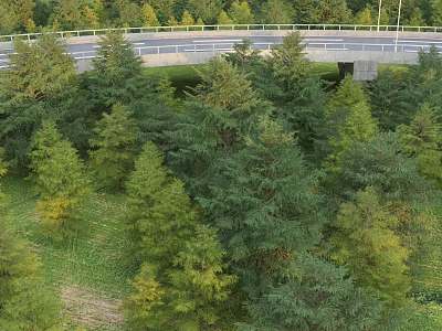 Lush Green Arbor Trees in Natural Forest With Dense Canopy And Fresh Foliage 3d model