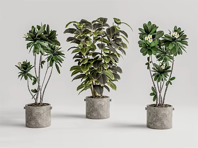 Beautiful Bonsai Potted Plants With Gray Concrete Pots And Lush Green Foliage 3d model