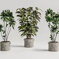 Beautiful Bonsai Potted Plants With Gray Concrete Pots And Lush Green Foliage