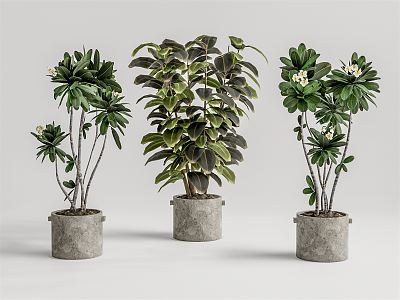 Modern Potted Plant 3d model