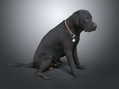 Black Labrador Dog Sitting on Gray Background Wearing Red Collar With Tag 3d model
