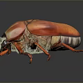 Red Orange Shiny Beetle With Vibrant Shell And Long Legs On Dark Background 3d model