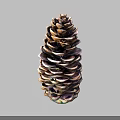 Natural Brown Pine Cone With Woody Scales And Conical Shape In Close Up View