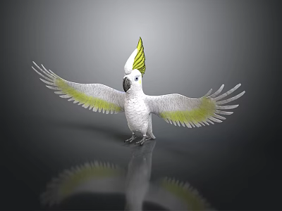 White Cockatoo With Yellow Crest And Wing Edges Spread Wings On Black Surface With Reflection 3d model