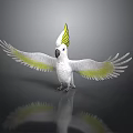 White Cockatoo With Yellow Crest And Wing Edges Spread Wings On Black Surface With Reflection