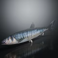 Fresh Whole Silver Fish With Clear Eyes And Blue Stripes On Dark Reflective Background
