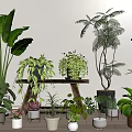 Various Indoor Potted Plants With Different Green Leaves And Decorative Pots Arrangement
