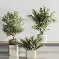 Elegant Modern Bonsai And Potted Plants Collection With Palm Cactus And Greenery In White Pots