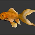 Yellow Aquatic Animal Goldfish with Flowing Tail in Dark Background Showing Reflection
