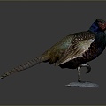 Pheasant Bird Bird Bird Bird Animal Game Animal Cartoon Animal Animal 3d model