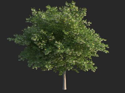 Lush Green Arbor With Dense Foliage And Slender Trunk In Natural Form 3d model