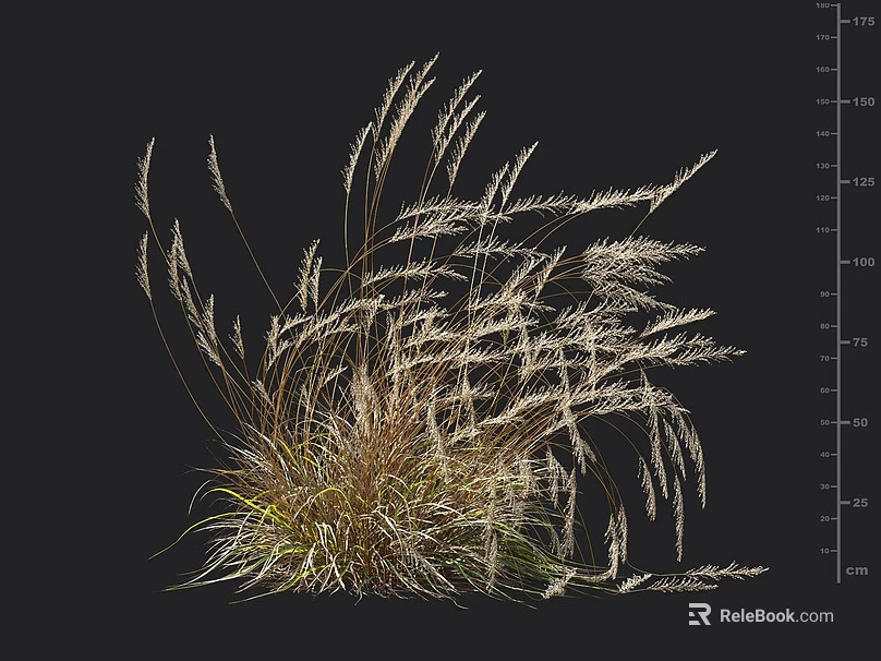 Ornamental Grass With Feathery Plumes And Slender Golden Foliage For Garden Landscaping 3d model 