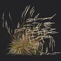 Ornamental Grass With Feathery Plumes And Slender Golden Foliage For Garden Landscaping