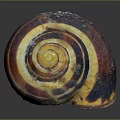 Natural Spiral Shell Decorative Ornament Set With Brown Yellow White Texture For Home Decor