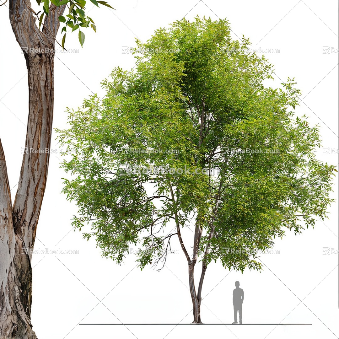 tree big tree tree plant 3d model