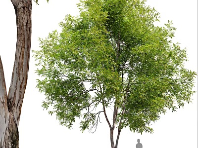 Tall Standing Arbor With Lush Green Foliage And Textured Trunk Near Human Figure 3d model