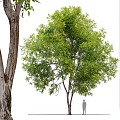 tree big tree tree plant 3d model