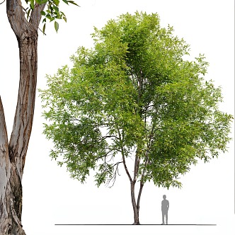 tree big tree plant 3d model