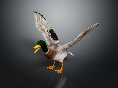Duck With Green Head Yellow Beak And Orange Feet Spreading Wings On Dark Background 3d model