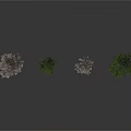 Four Different Shaped Trees With Green Leaves And Bare Branches On White Background With Reflections