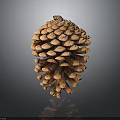 Pine Cone As Natural Edible Food With Brown Scales And Rough Surface