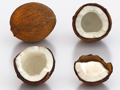 coconut shell coconut fruit 3d model