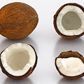 coconut coconut shell coconut fruit 3d model