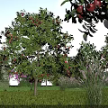 Garden Landscape With Lush Green Lawn Fruit Trees Red Fruits Tall Grass And Blue Sky