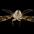 Detailed Cicada With Patterned Transparent Wings And Metallic Body On Black Background
