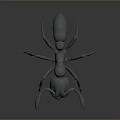 Realistic Gray Ant 3D Model With Detailed Body Segments Long Legs And Sharp Mandibles