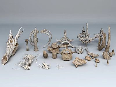 Reptile Fossil Bones Collection Showcasing Skull Spine And Various Vertebra Specimens 3d model