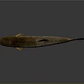 Detailed Spotted Brown And Black Freshwater Fish With Slender Body Fins And Tail