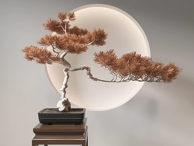 Pine Bonsai Tree on Wooden Stand with Black Square Pot against Round White Backdrop 3d model