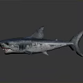 Realistic Shark Model With Sharp Teeth And Detailed Blue Skin Texture