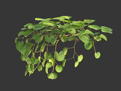 Beautiful Green Hanging Plant With Heart Shaped Leaves And Lush Trailing Vines 3d model
