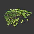Beautiful Green Hanging Plant With Heart Shaped Leaves And Lush Trailing Vines
