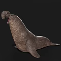 Walrus Aquatic Animal With Open Mouth And Wrinkled Skin In Resting Pose