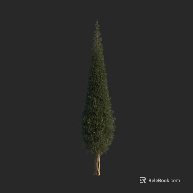 Tall Conical Arbor With Dense Green Foliage And Straight Trunk On Dark Background 3d model 