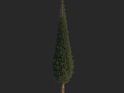 Tall Conical Arbor With Dense Green Foliage And Straight Trunk On Dark Background 3d model