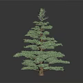 Tall Green Pine Tree With Lush Dense Foliage Isolated On Dark Background