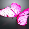 Stunning Pink Butterfly with Spread Wings and Detailed Wing Patterns on Dark Background