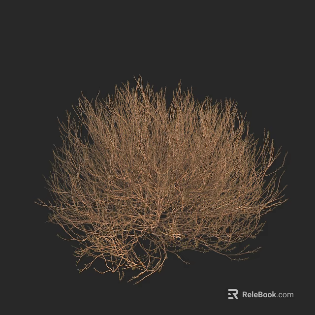 Detailed Leafless Shrub With Twiggy Branches Isolated Against Black Background 3d model 